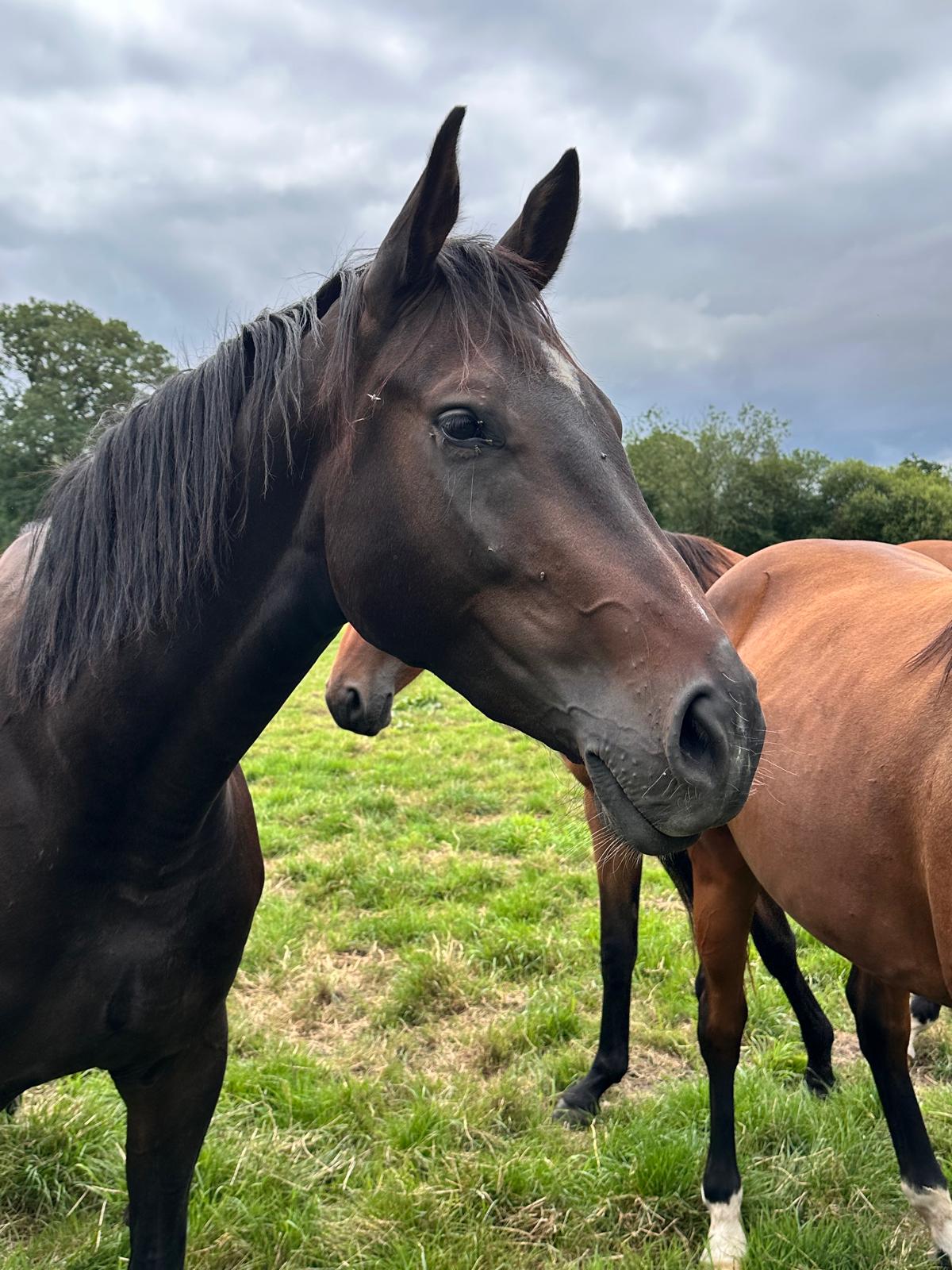 Paarden samen buiten in de wei